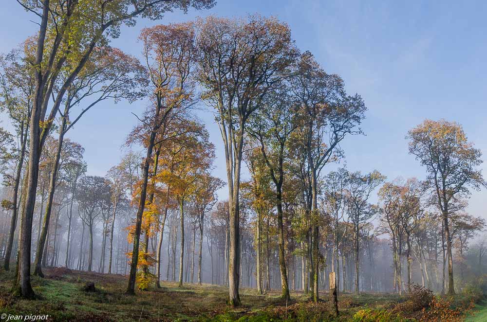 foret dans le brouillard 11 2019-7.jpg