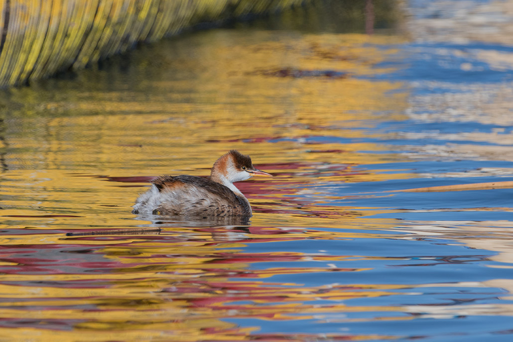 75-Grèbe microptère.jpg