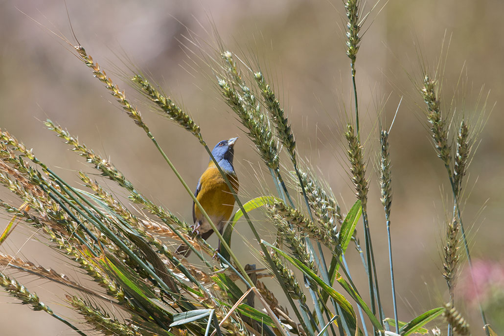 81-Phrygile du Pérou.jpg