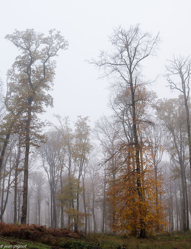 foret dans brouillard 11 2019.jpg