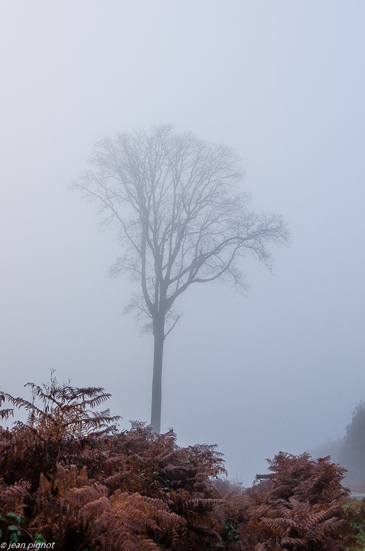 foret dans brouillard 11 2019-2.jpg