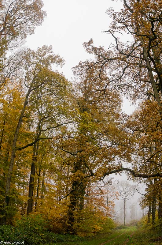 foret dans brouillard 11 2019-3.jpg