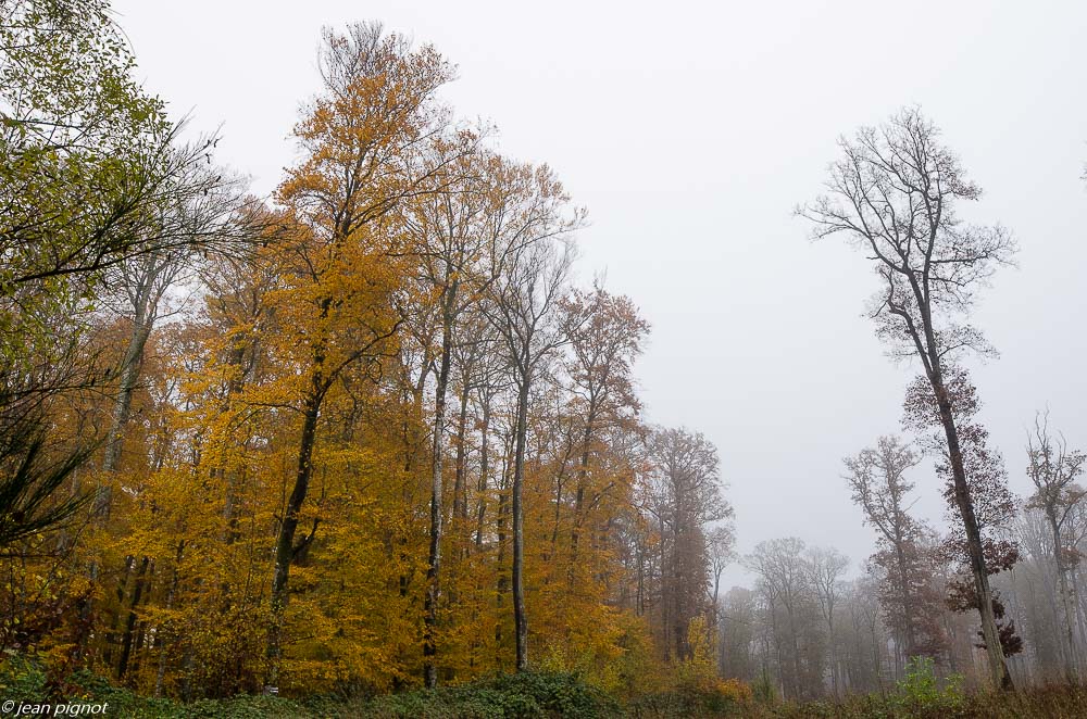foret dans brouillard 11 2019-4.jpg