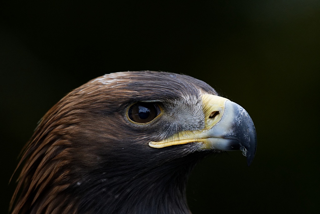 Aigle royal.jpg
