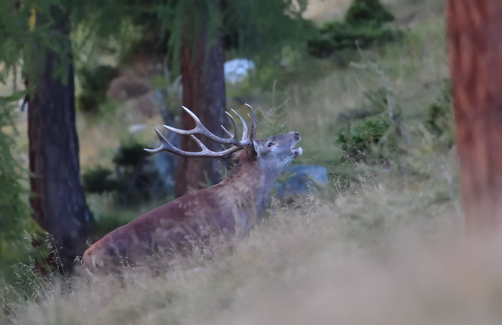DS5_1948.jpg