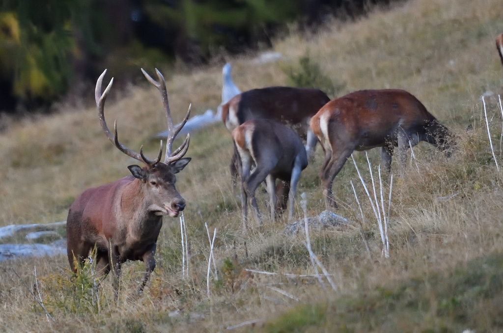 DS5_1967.jpg