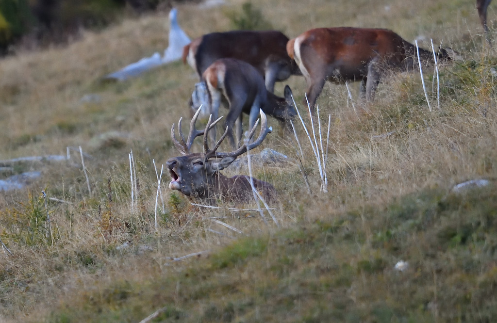 DS5_1971.jpg