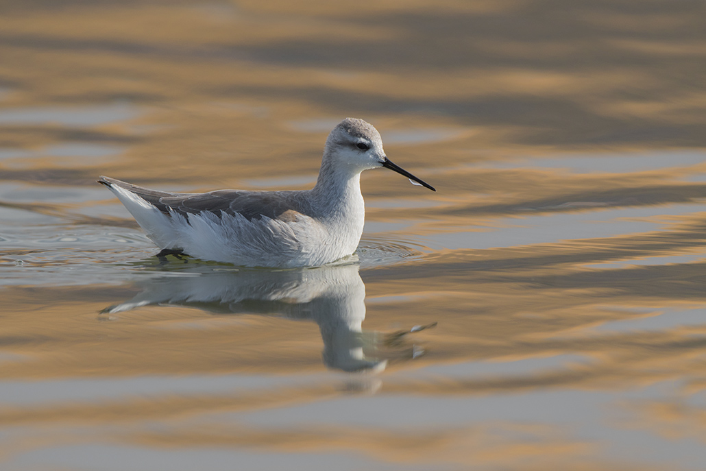 85-Phalarope de Wilson.jpg