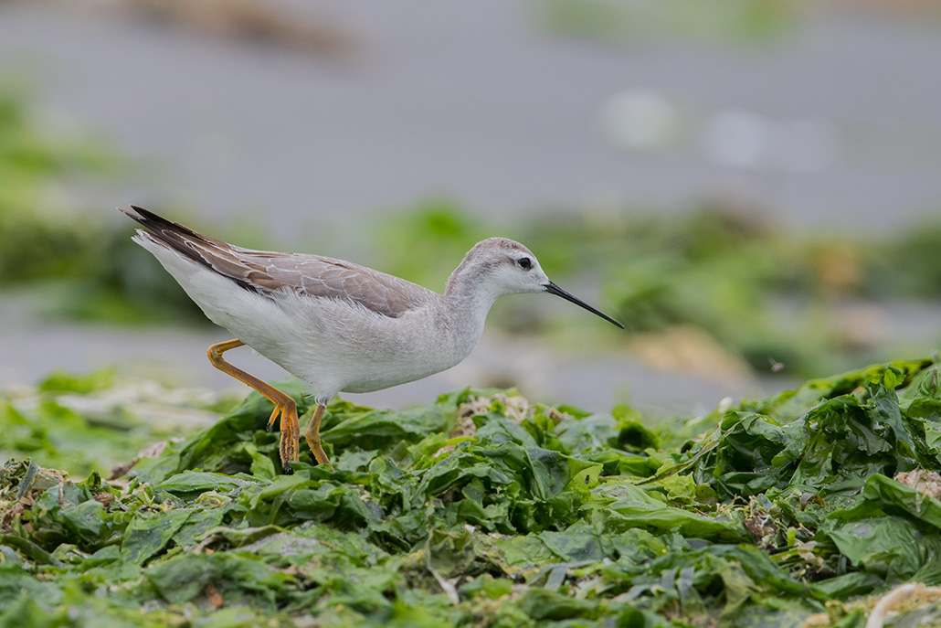 86-Phalarope de Wilson.jpg