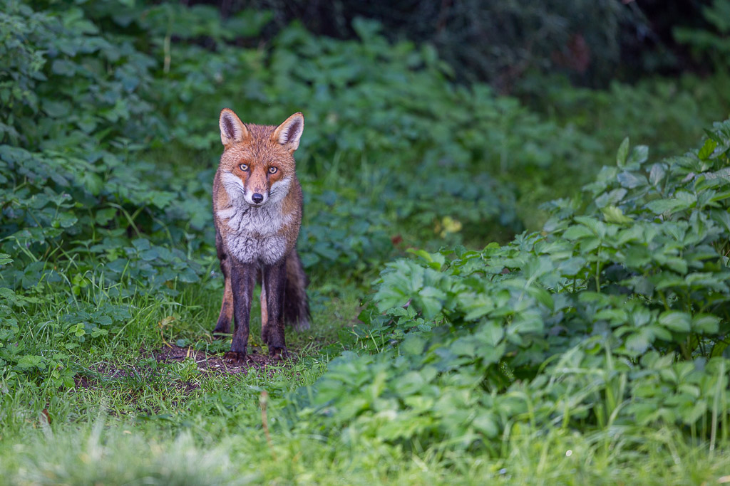 Renard roux (Vulpes vulpes) Red Fox-21.jpg