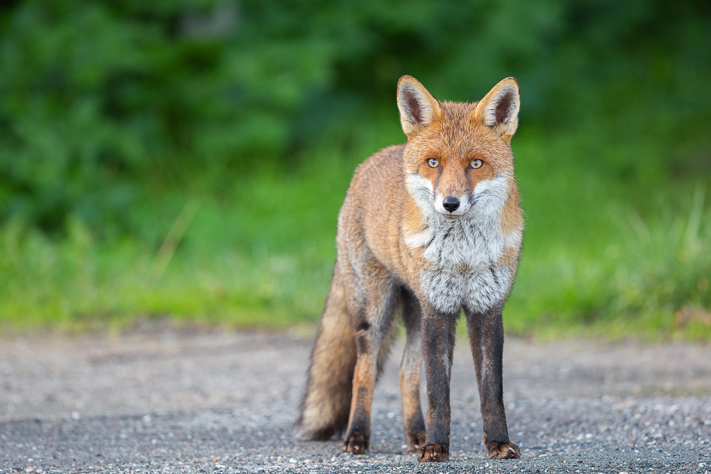 Renard roux (Vulpes vulpes) Red Fox-36.jpg
