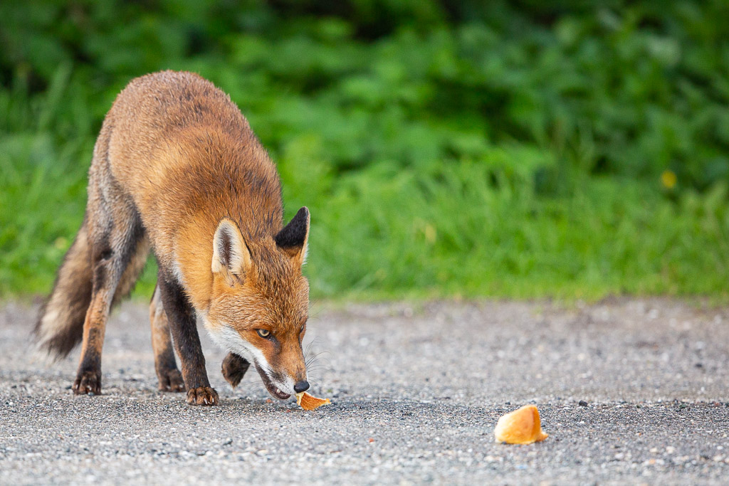 Renard roux (Vulpes vulpes) Red Fox-127.jpg