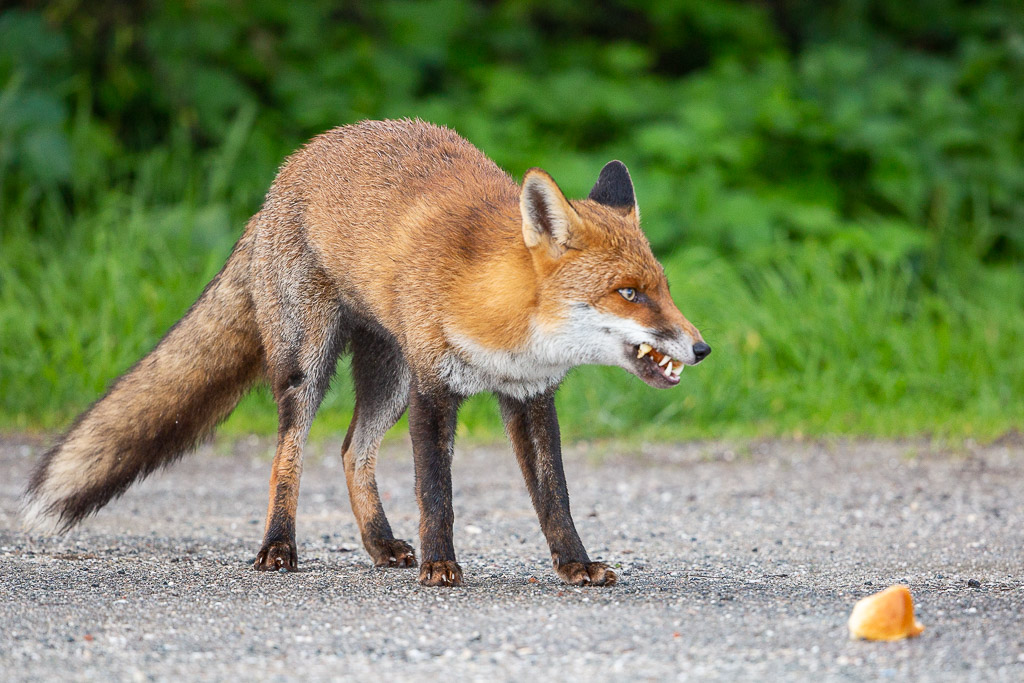 Renard roux (Vulpes vulpes) Red Fox-129.jpg