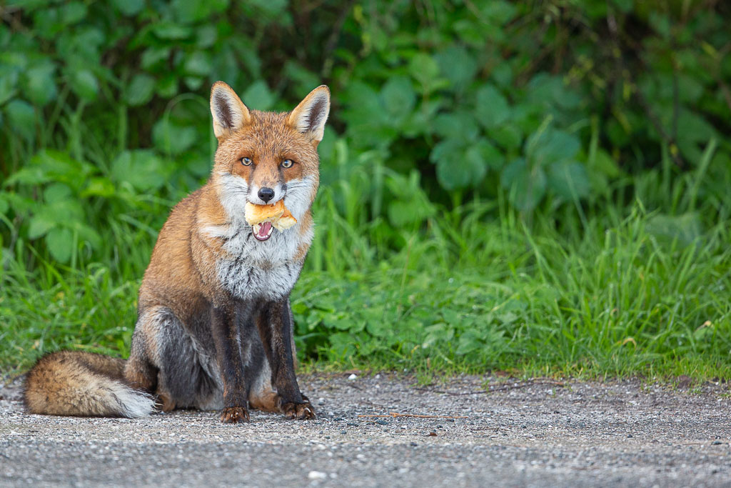 Renard roux (Vulpes vulpes) Red Fox-138.jpg