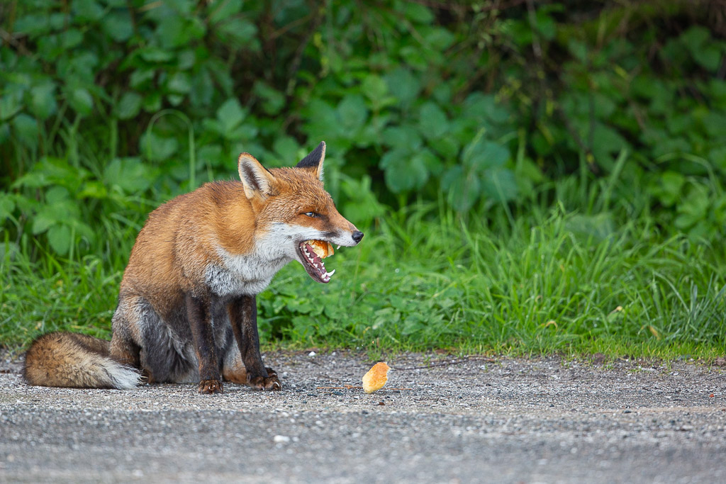 Renard roux (Vulpes vulpes) Red Fox-144.jpg
