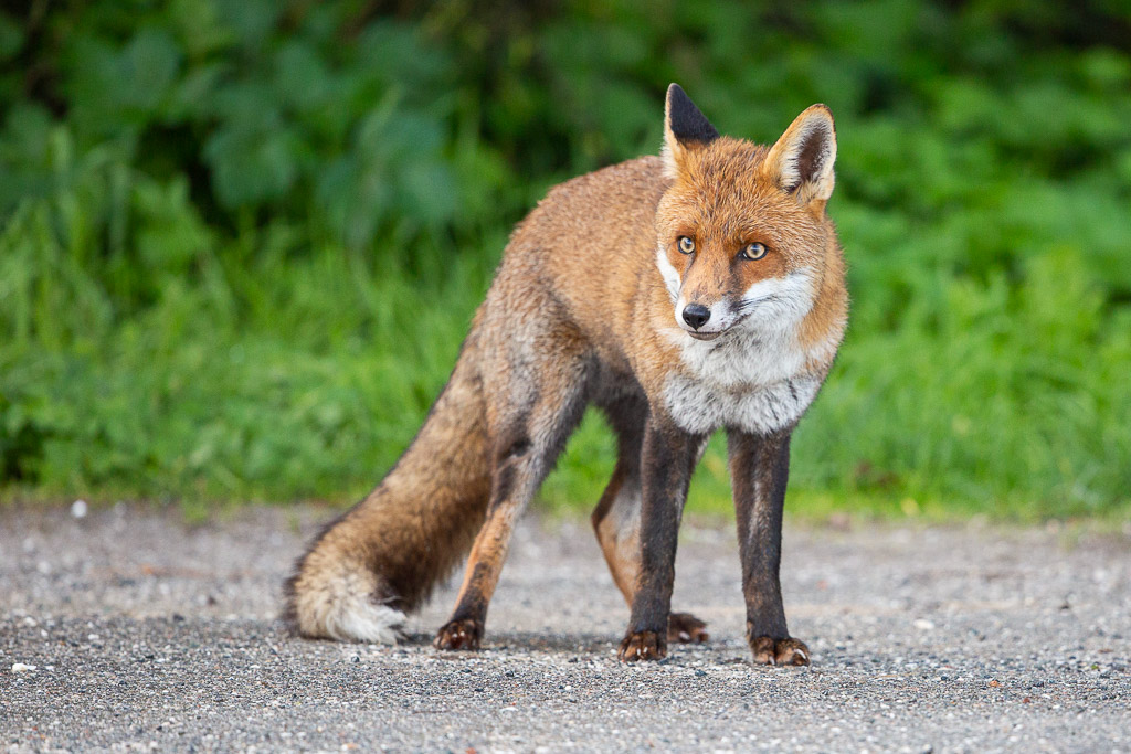Renard roux (Vulpes vulpes) Red Fox-131.jpg