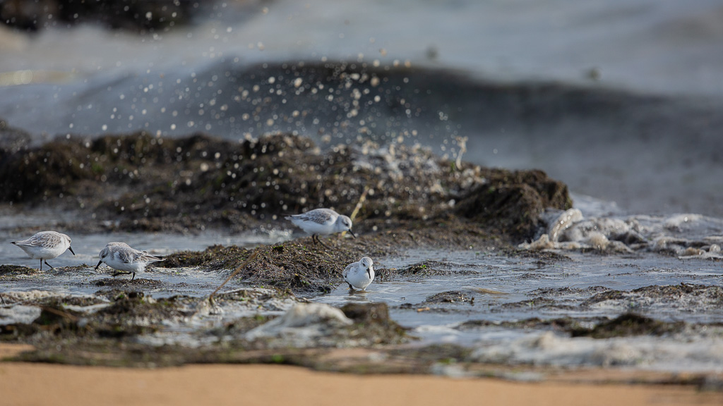 Bécasseau sanderling (Calidris alba) Sanderling-5.jpg