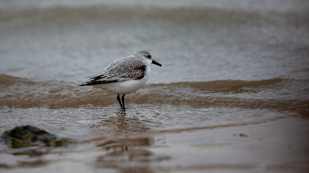 Bécasseau sanderling (Calidris alba) Sanderling-101.jpg