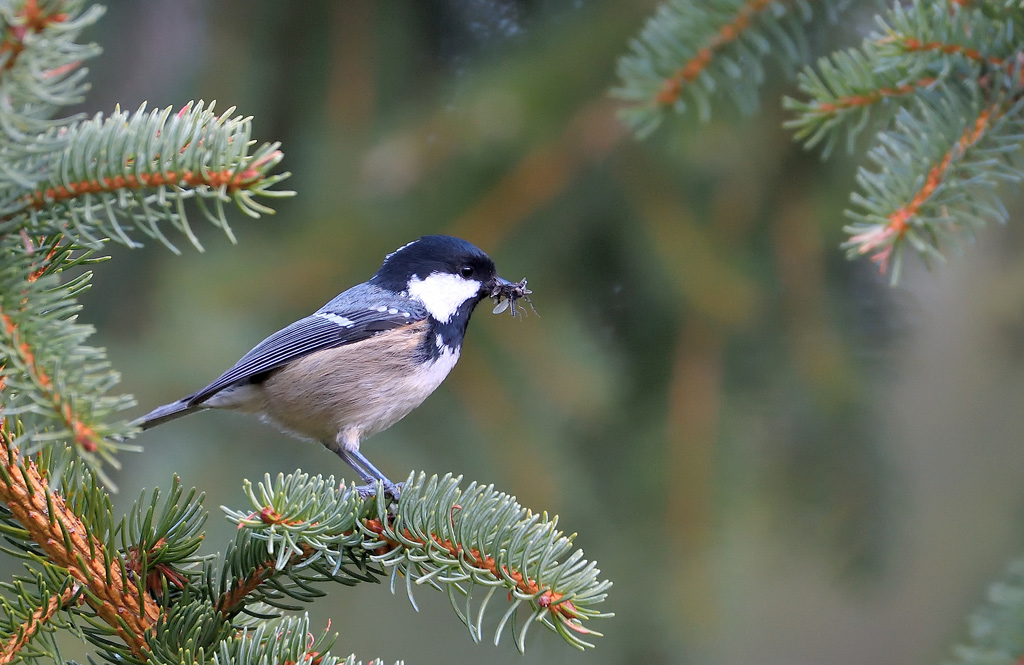 DSC_6423.jpg