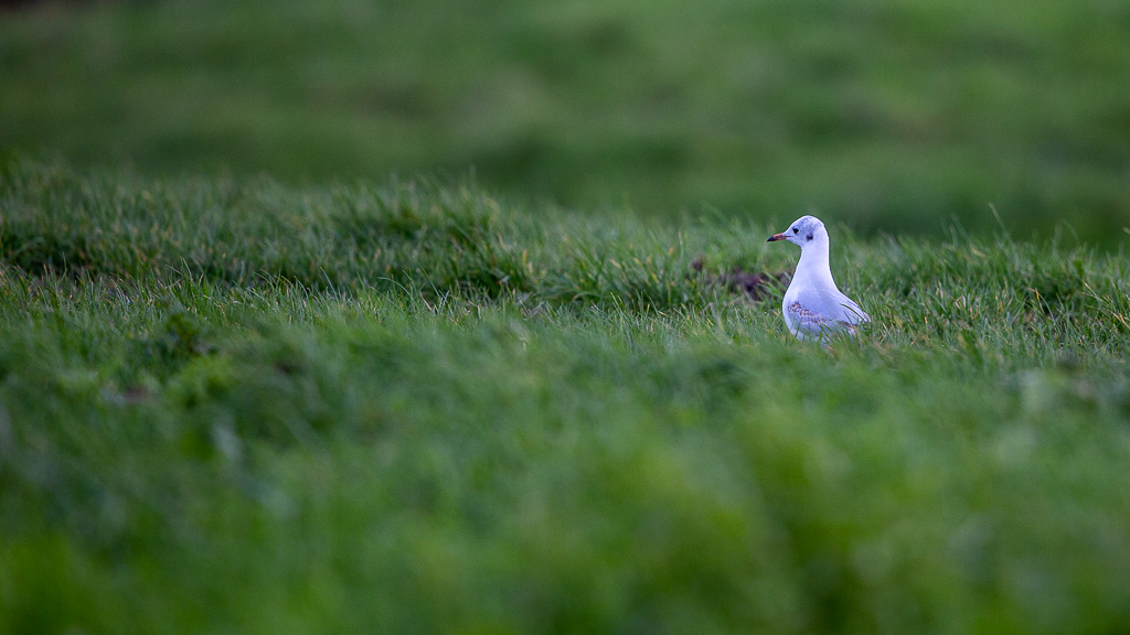 Mouette rieuse (Chroicocephalus ridibundus) Black-headed Gull-2.jpg