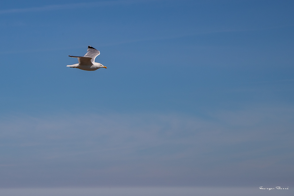 Mouette rieuse (Larus ridibundus) Black-headed-31.jpg