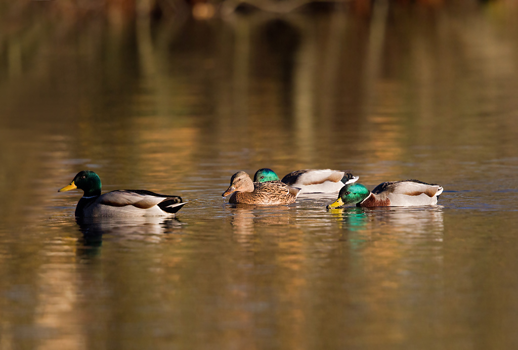 IMG_1066 In.jpg