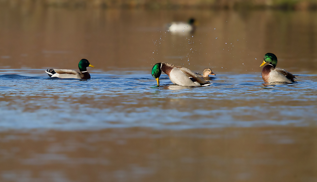 IMG_1006 IN.jpg