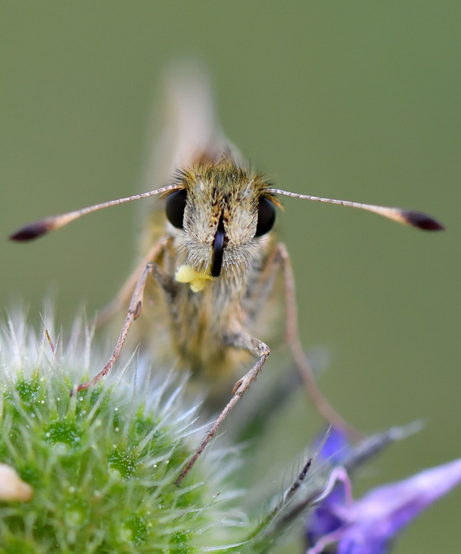 DS5_8551.jpg