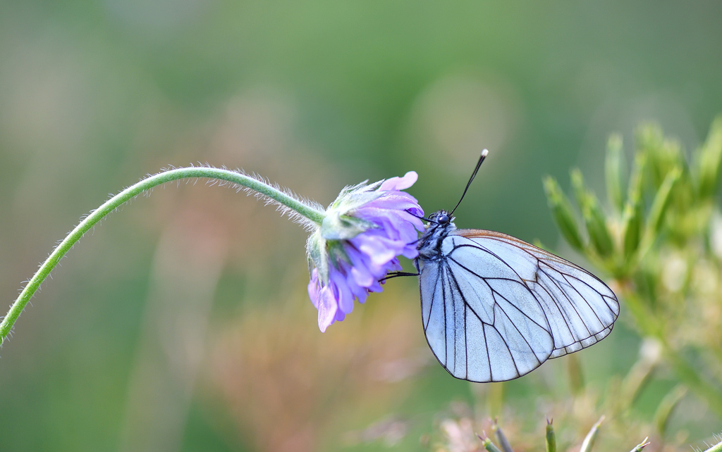 DS5_8575.jpg