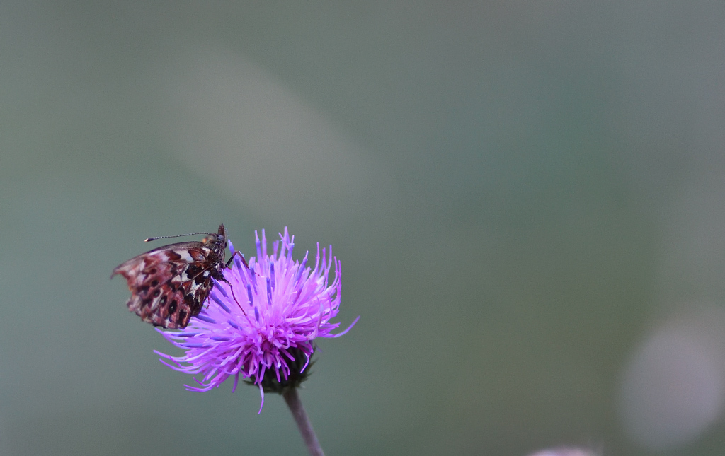 DS5_9054.jpg