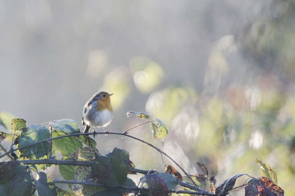 _DSC6736_DxO - Copie.jpg