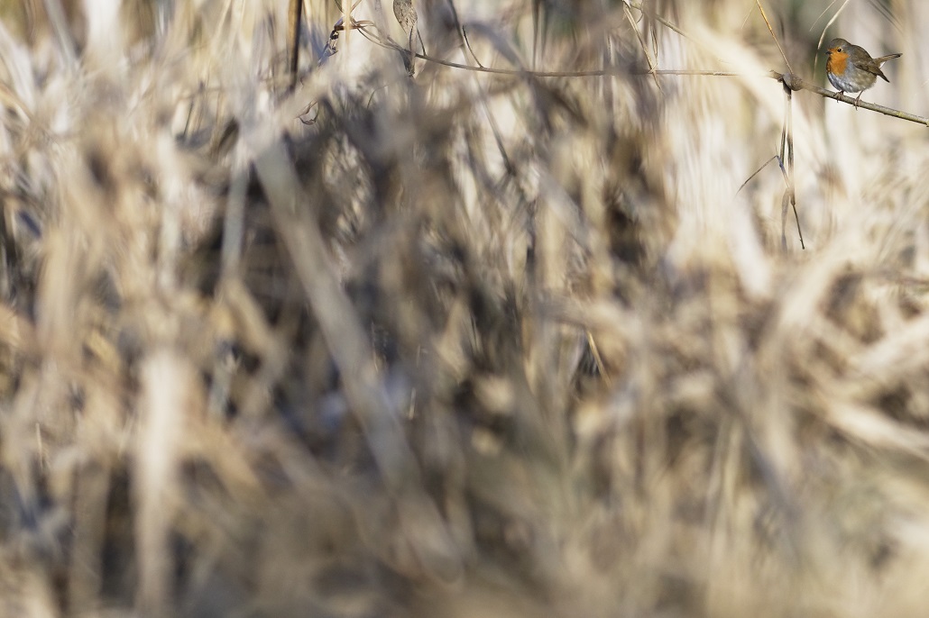 _DSC6274_DxO - Copie.jpg