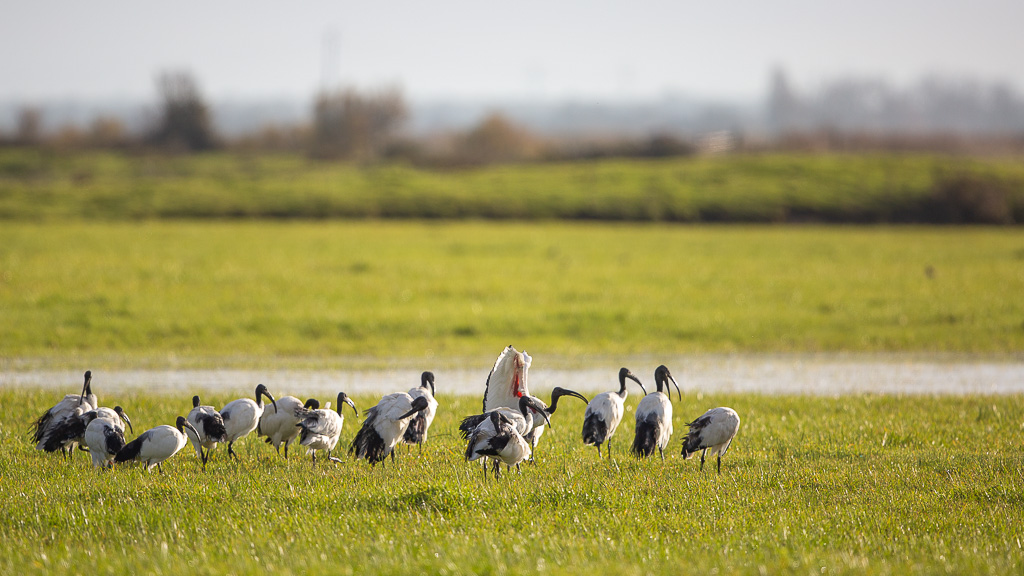Ibis sacré (Threskiornis aethiopicus) African Sacred Ibis-27.jpg