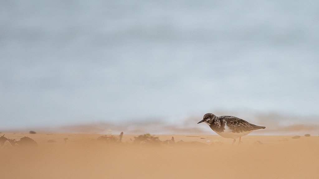 Tournepierre à collier (Arenaria interpres) Ruddy Turnstone-6.jpg