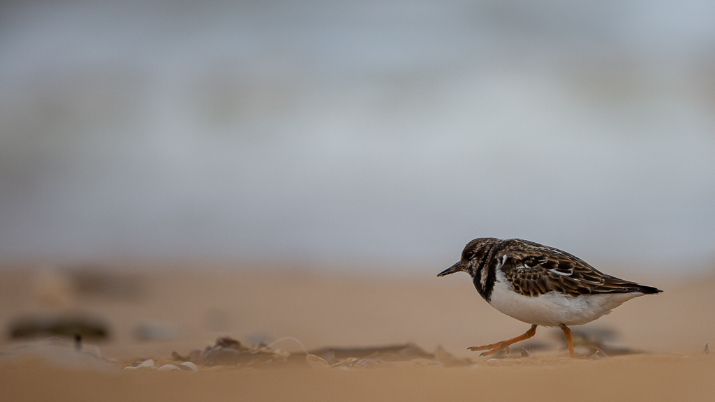 Tournepierre à collier (Arenaria interpres) Ruddy Turnstone-15.jpg