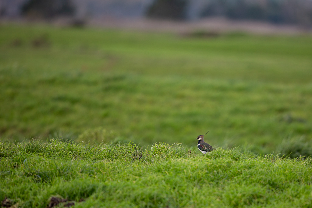 Vanneau huppé (Vanellus vanellus) Northern Lapwing-5.jpg