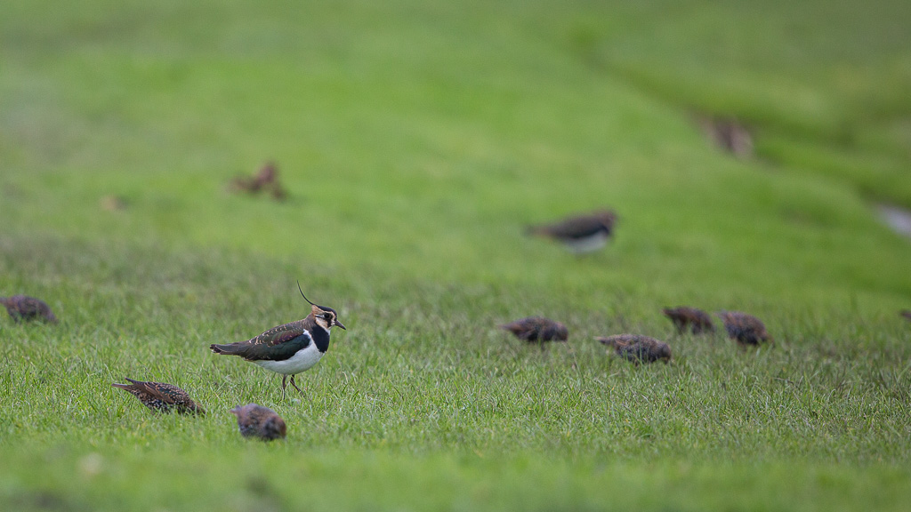 Vanneau huppé (Vanellus vanellus) Northern Lapwing-32.jpg