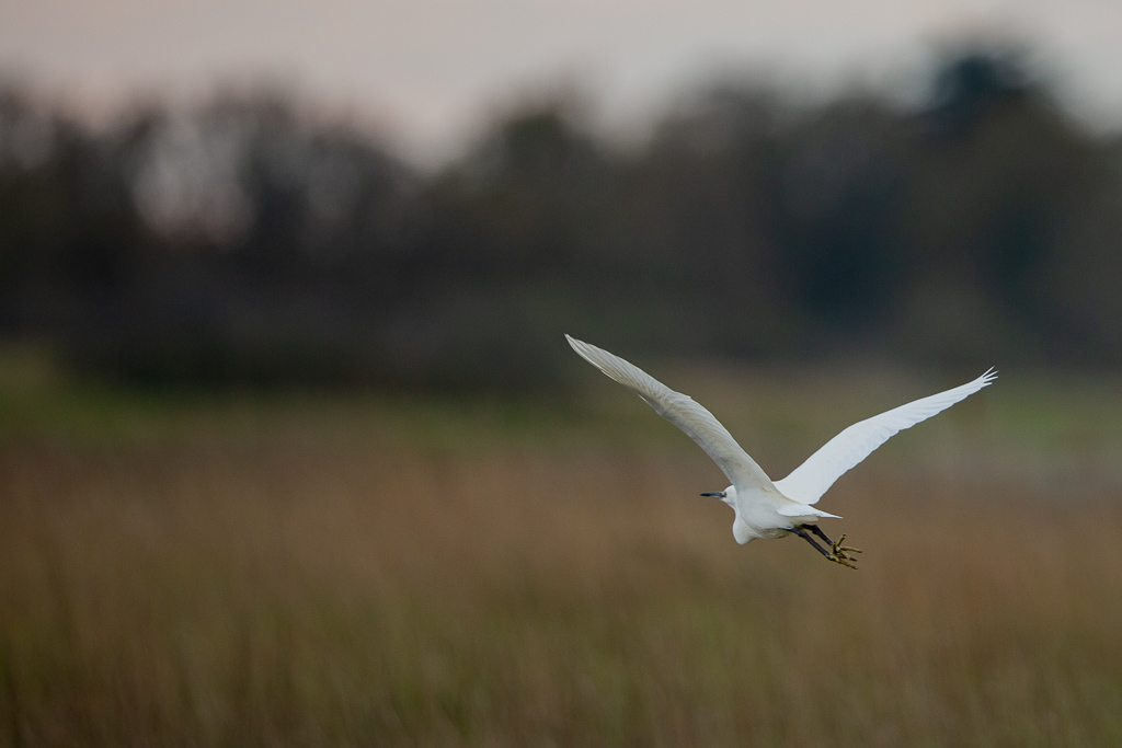 Aigrette garzette (Egretta garzetta) Little Egret-5.jpg