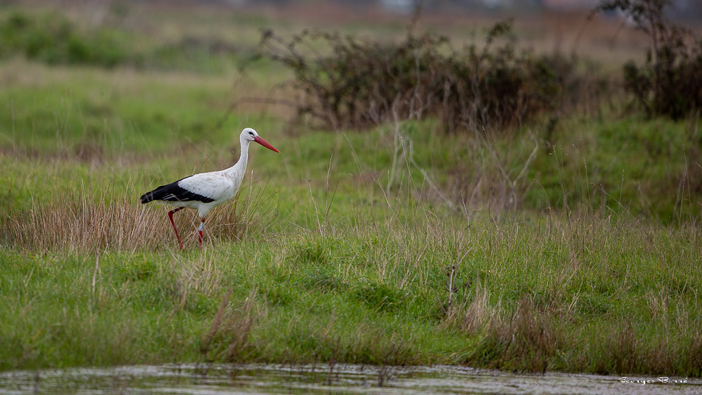 Cigogne blanche (Ciconia ciconia) White Stork-14.jpg
