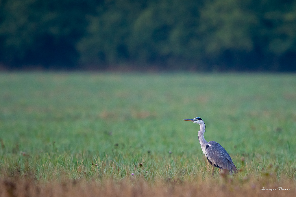 Héron Cendré (Ardea cinerea) Grey heron-51.jpg