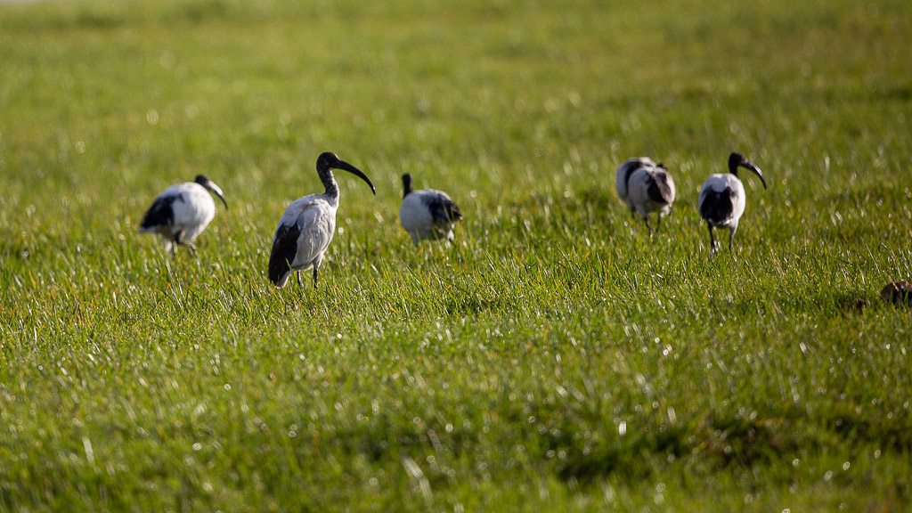 Ibis sacré (Threskiornis aethiopicus) African Sacred Ibis-2.jpg