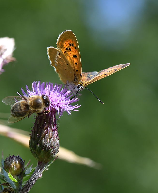 DS5_1095.jpg