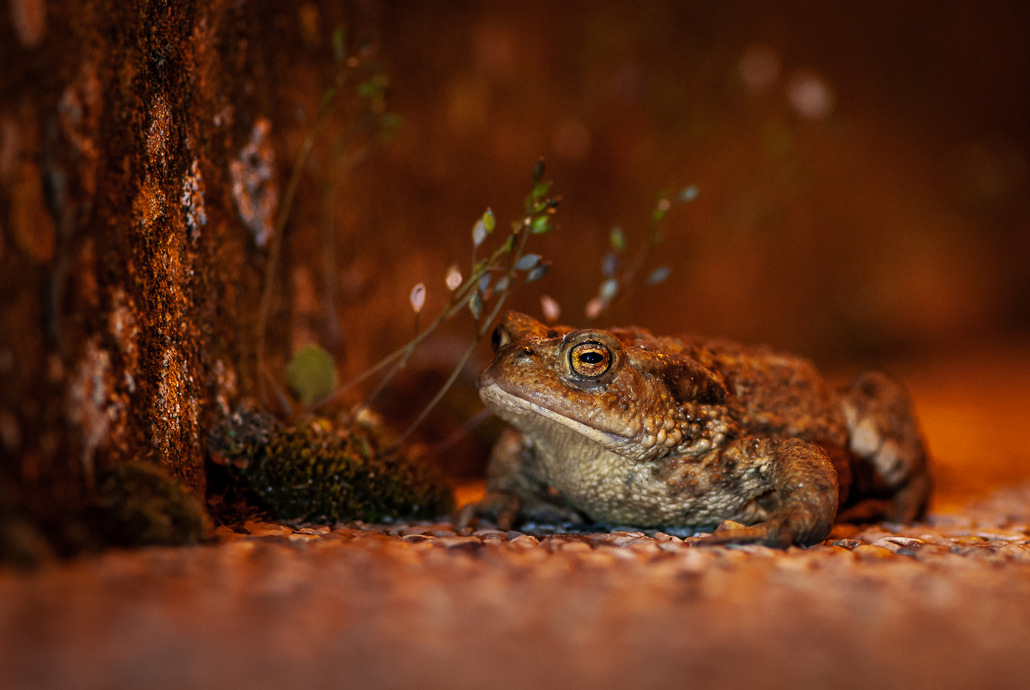 CRAPAUD_1.jpg