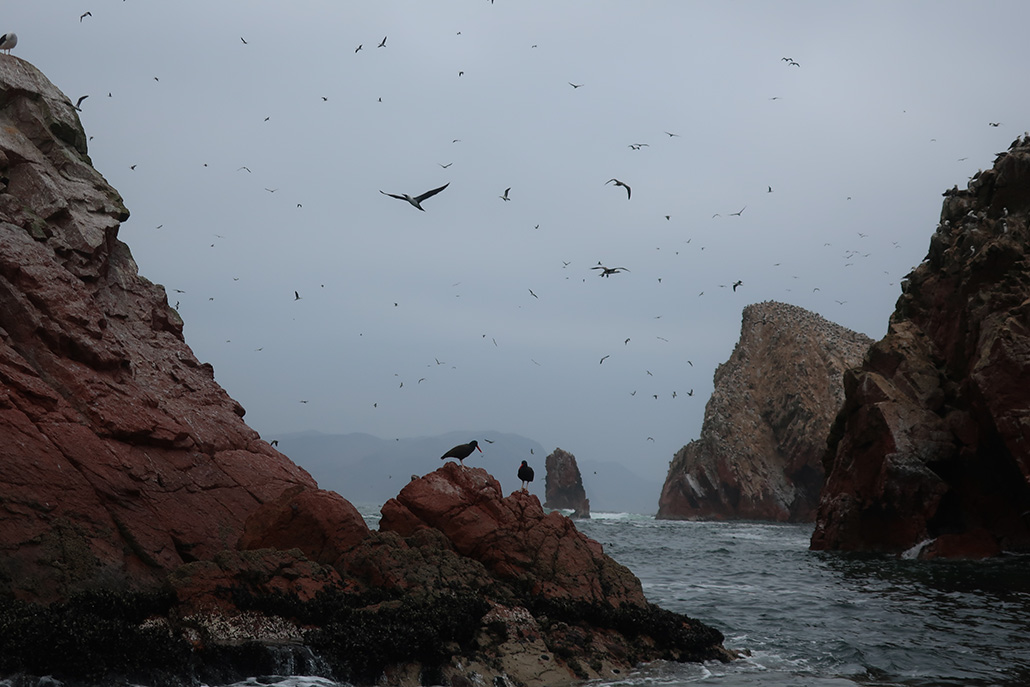158-Iles Ballestas.JPG