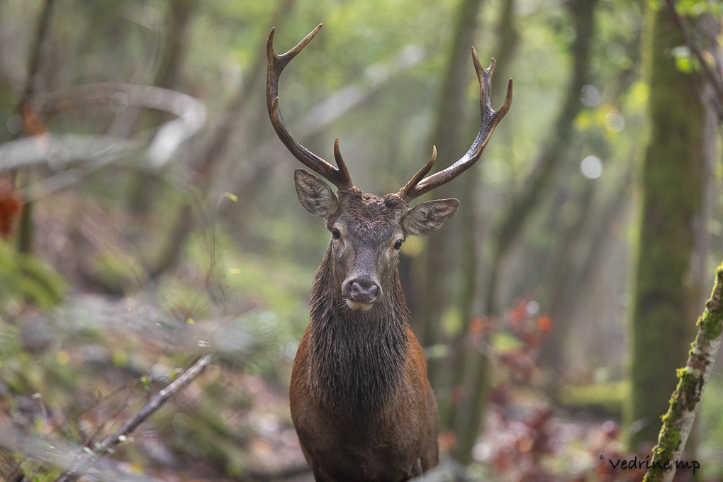 0Z9A0671.jpg