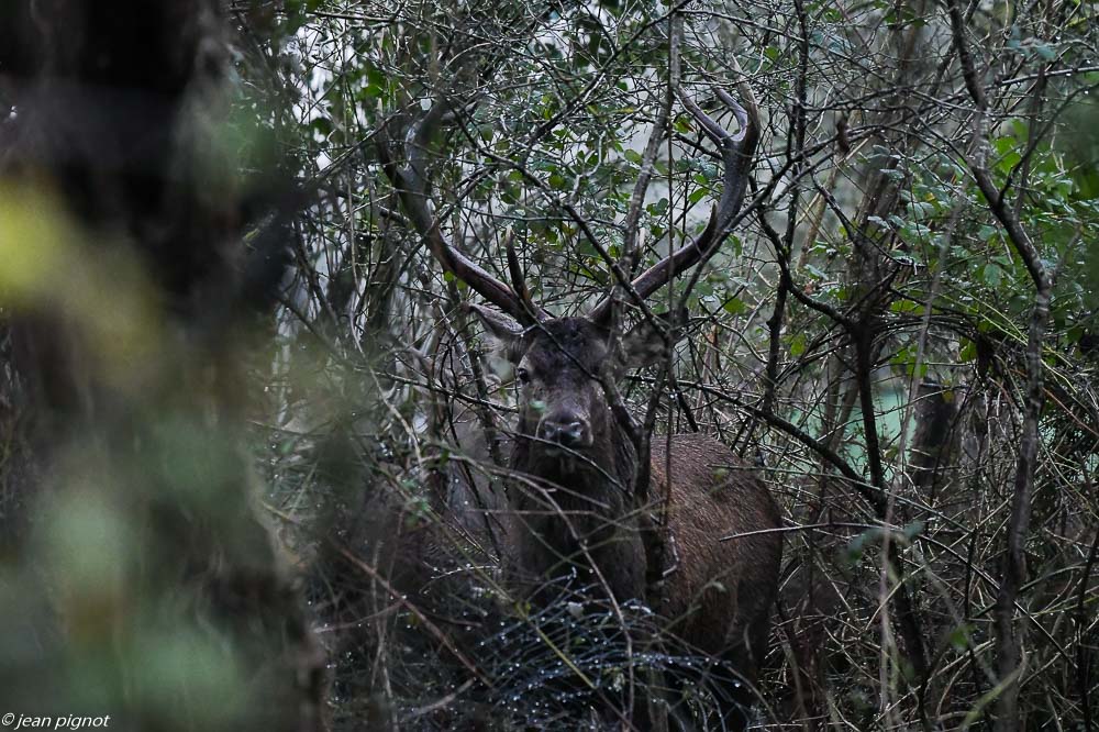 cerf du bourg 12 2019-0646.jpg