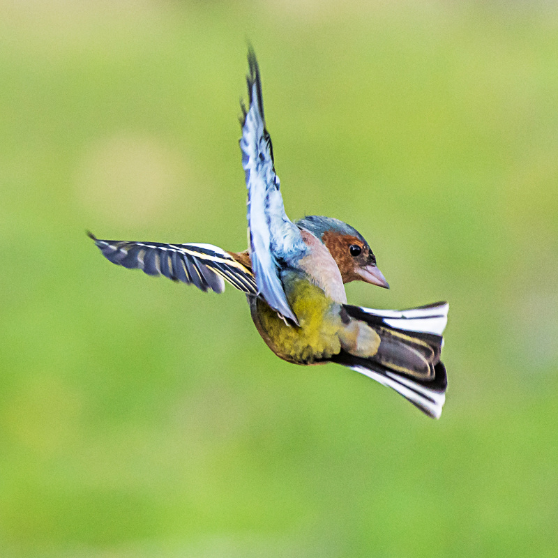 DSC_4733i.jpg