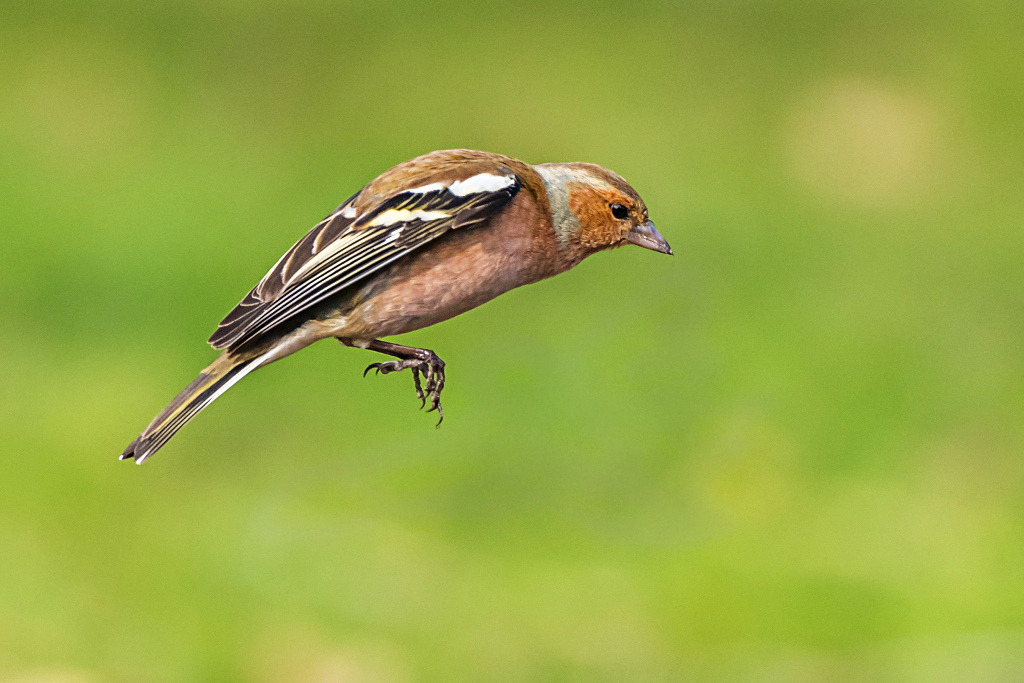 DSC_4815i.jpg