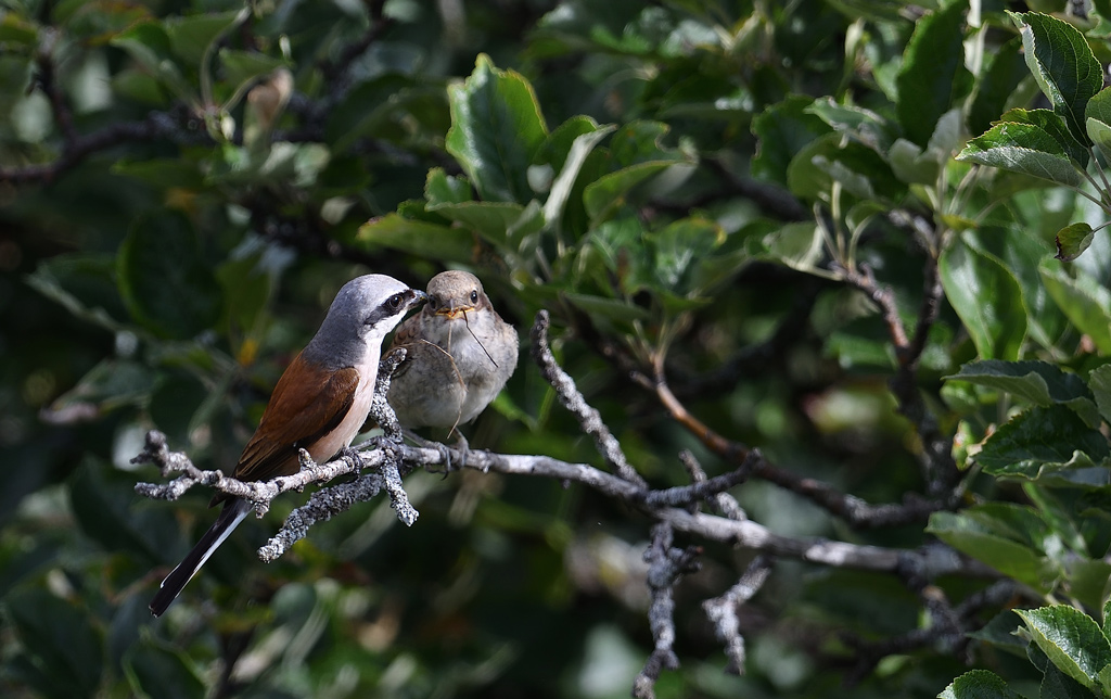 DSC_6153.jpg