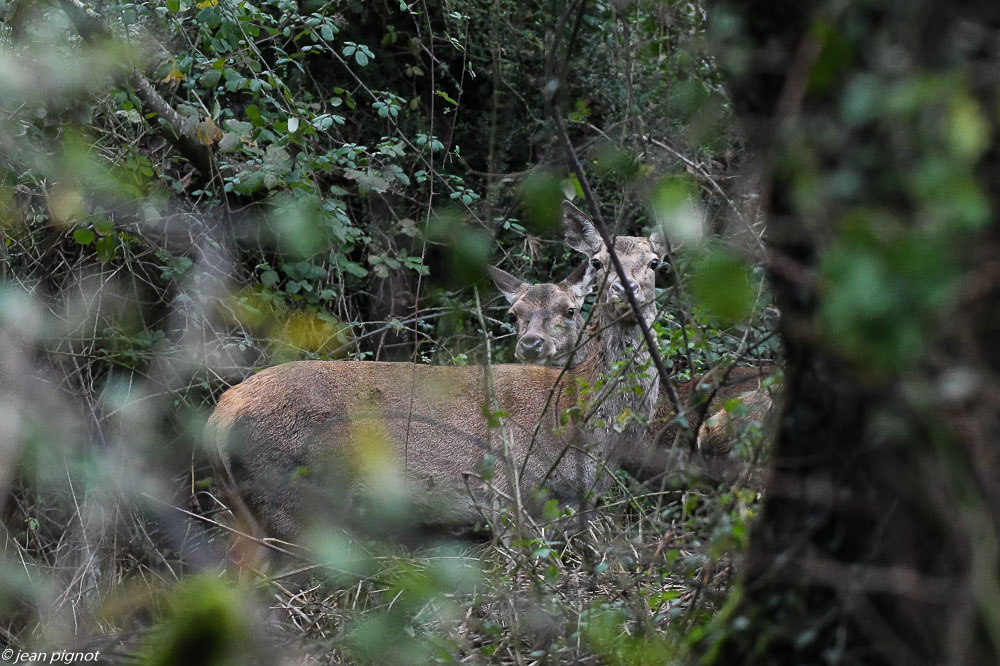 biche du bourg 12 2019-0769.jpg